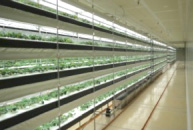 完全制御型植物工場
